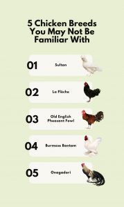 5 Chicken Breeds You May Not Be Familiar With - Farm Flavor