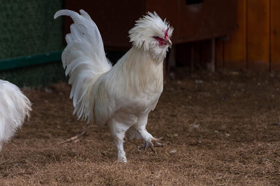 Sultan; uncommon chicken breeds