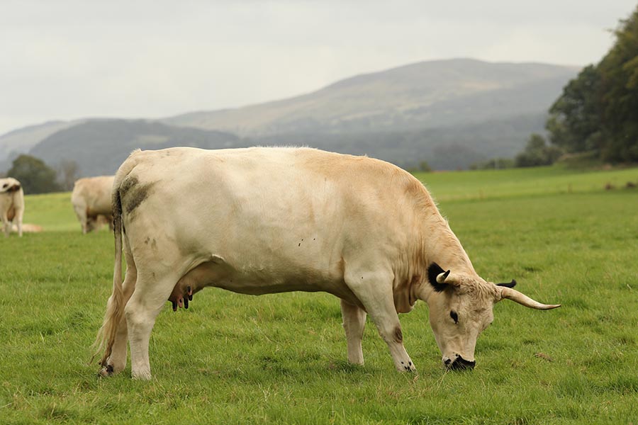 White Park cattle 