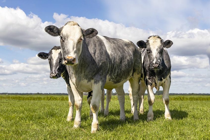 What Are Heritage Breeds? And Why Are They So Important? - Farm Flavor