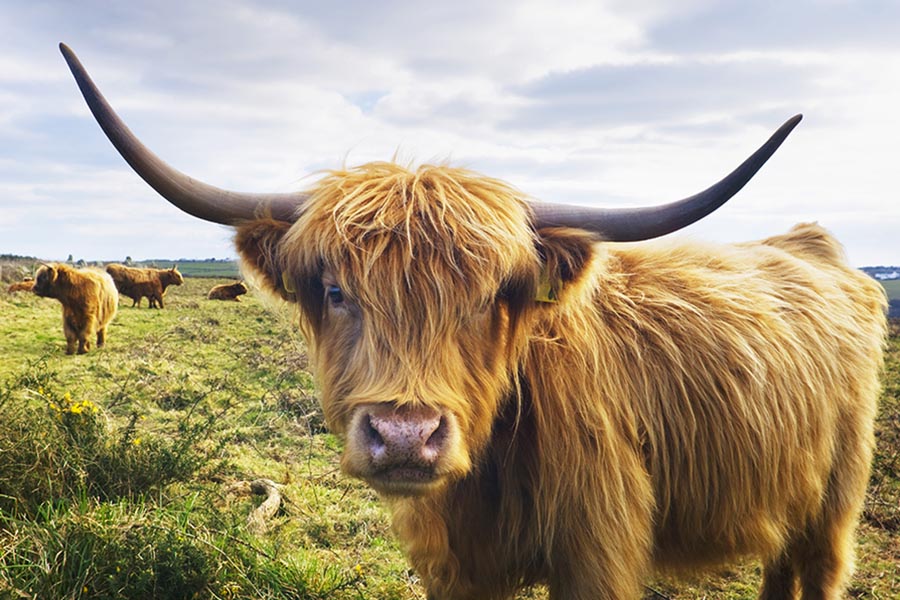 Highland Cattle breed, "Fluffy cows", uncommon cattle breeds
