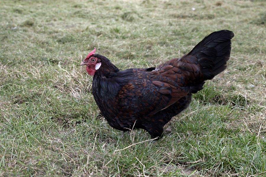 Old english pheasant fowl; uncommon chicken breeds