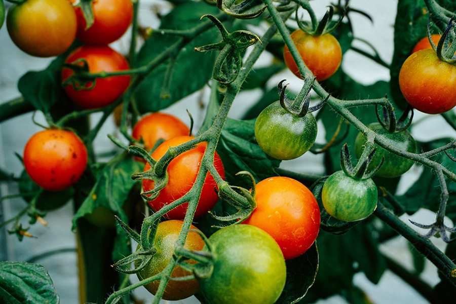 tomatoes; best vegetables for container gardening