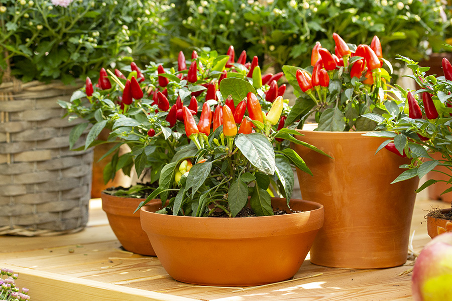 peppers; best vegetables for container gardening