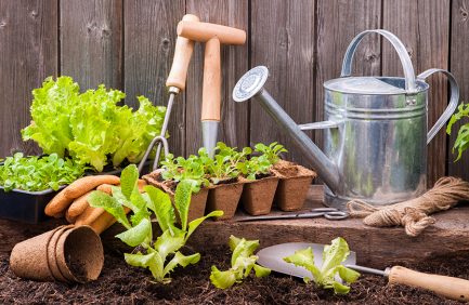 Seedlings, gardening tools, a metal watering can, and fresh vegetables