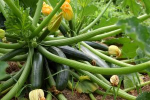 how to grow summer squash