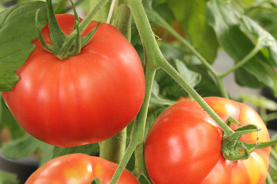 Beefsteak Tomato Seeds - Grow Huge, Flavorful Tomatoes at Home – Gardeners  Basics