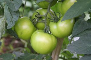 tomat bistik hijau;  kesalahan menanam tomat