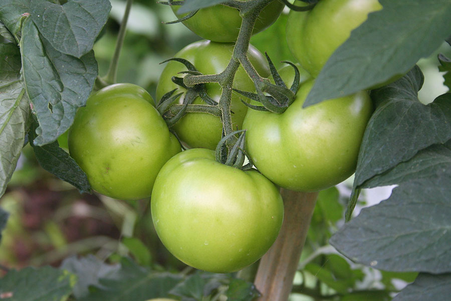green beefsteak tomatoes