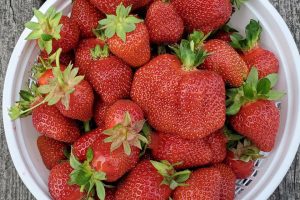 Ohio agritourism; strawberry patch