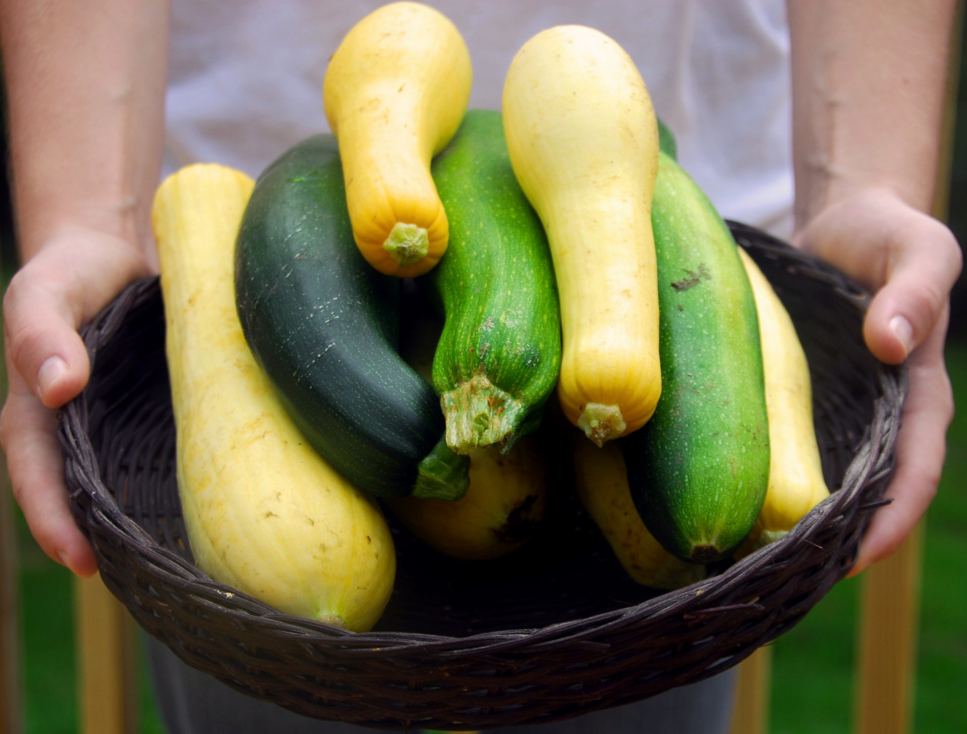 Zucchini: Si Sayuran Musim Panas Segar dengan Segudang Manfaat untuk Kesehatan