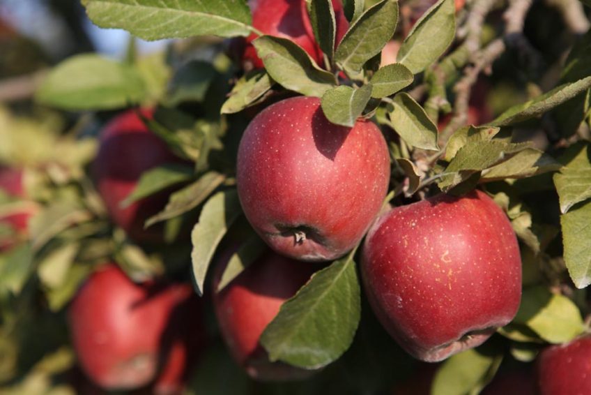 10 Massachusetts Apple Orchards to Visit This Fall Farm Flavor