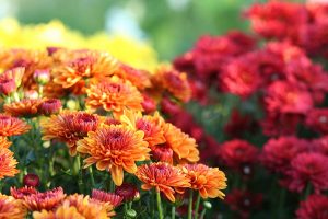 Nature: Chrysanthemum Flowers; fall flowers
