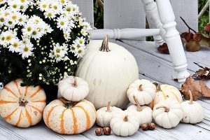 Beautiful white pumpkins and mums sitting on an old vintage chair on a porch in the autumn.