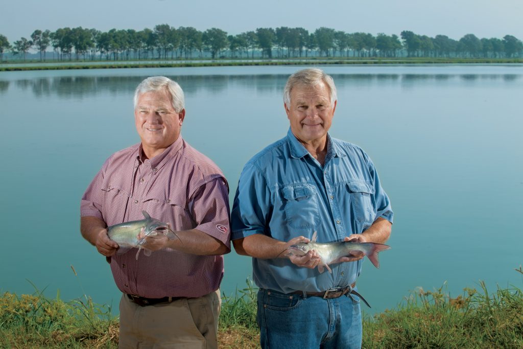 The Life Cycle of Catfish Farm Flavor