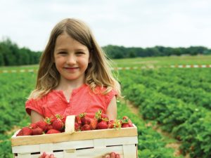 girl holding basket of strawberries in strawberry field