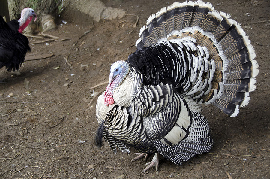 Narragansett turkey