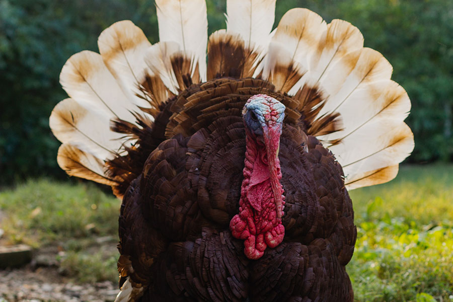 Top 9 Turkey Breeds Found on Farms Across the United States Farm Flavor