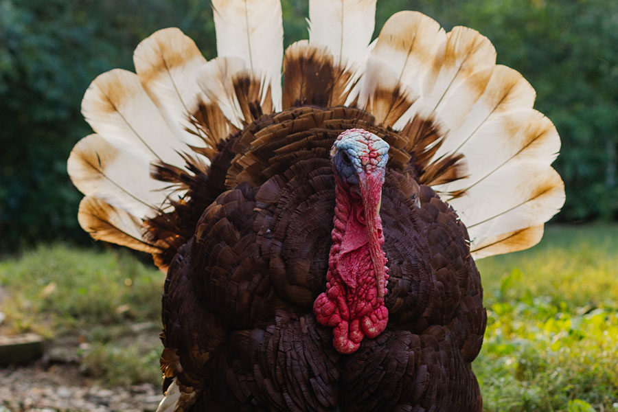 top-9-turkey-breeds-found-on-farms-across-the-united-states-farm-flavor