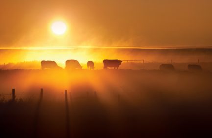 Cattle Silhouette on an Alberta Ranch