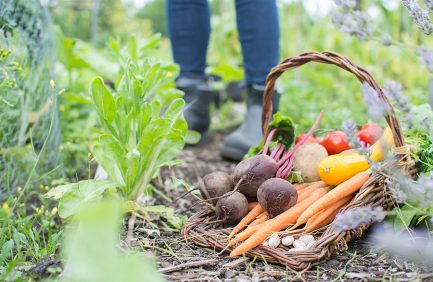 Fresh organic vegetables; pandemic victory garden