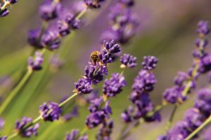 lavender plant with bee