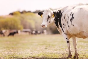 Kansas agritourism; Hildebrand Farms Dairy
