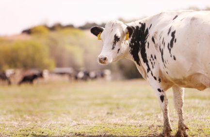 Kansas agritourism; Hildebrand Farms Dairy