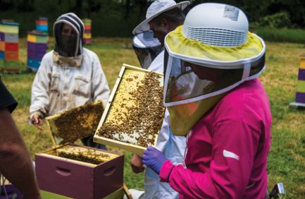 beekeepers tending a hive