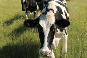 Holstein cows in a field