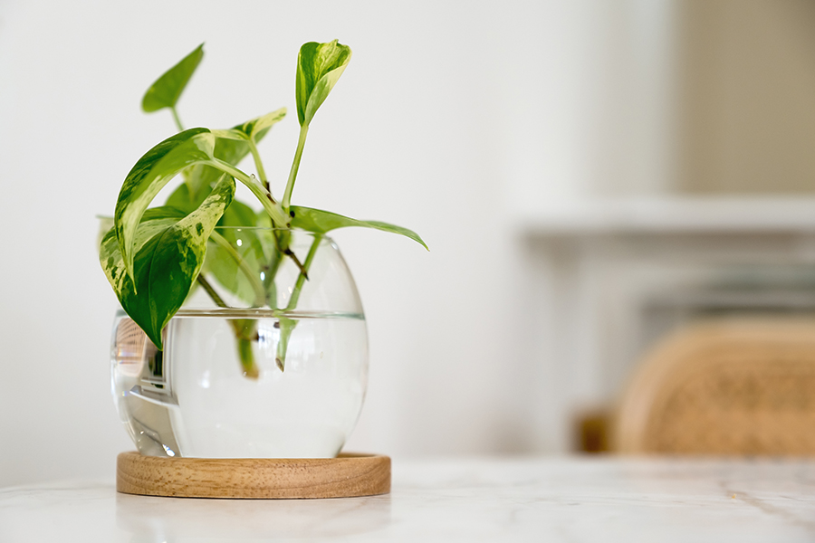 how to regrow plants from cuttings