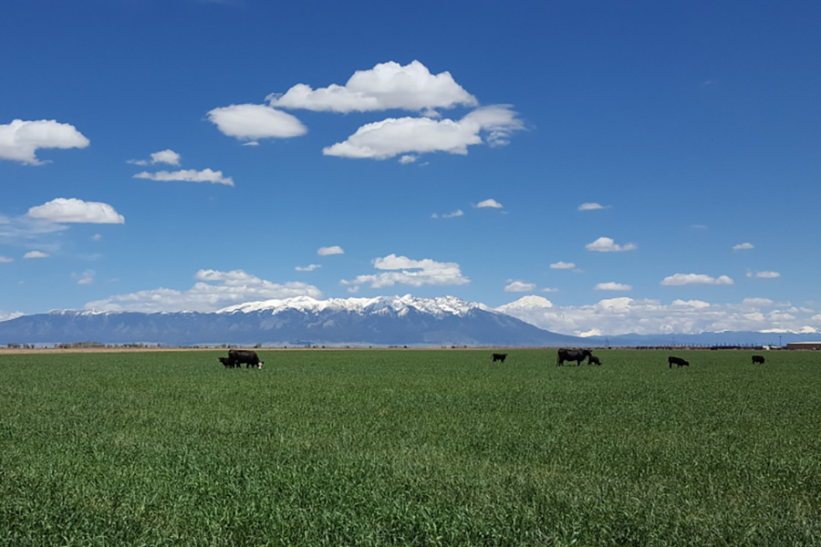 Nissen Farms cows with mountain range in background
