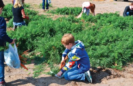 Kids in a carrot field for an agriculture education program at Grimmway Farms