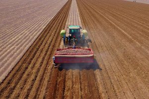 Tractor harvesting potatoes