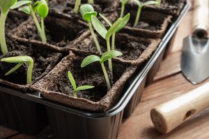seed starting tips