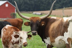 Longhorn cattle. U.S. cattle breeds