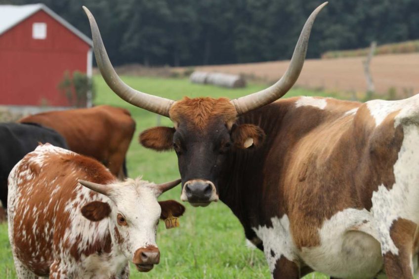 7 Most Popular Breeds of Cattle in the United States - Farm Flavor