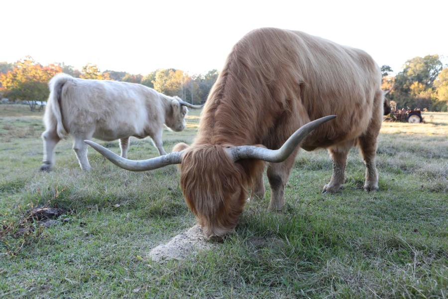 U.S. cattle breeds; Scottish Highland