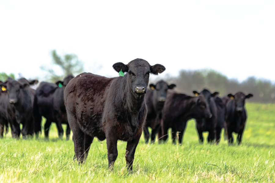 black angus cattle; U.S. cattle breeds