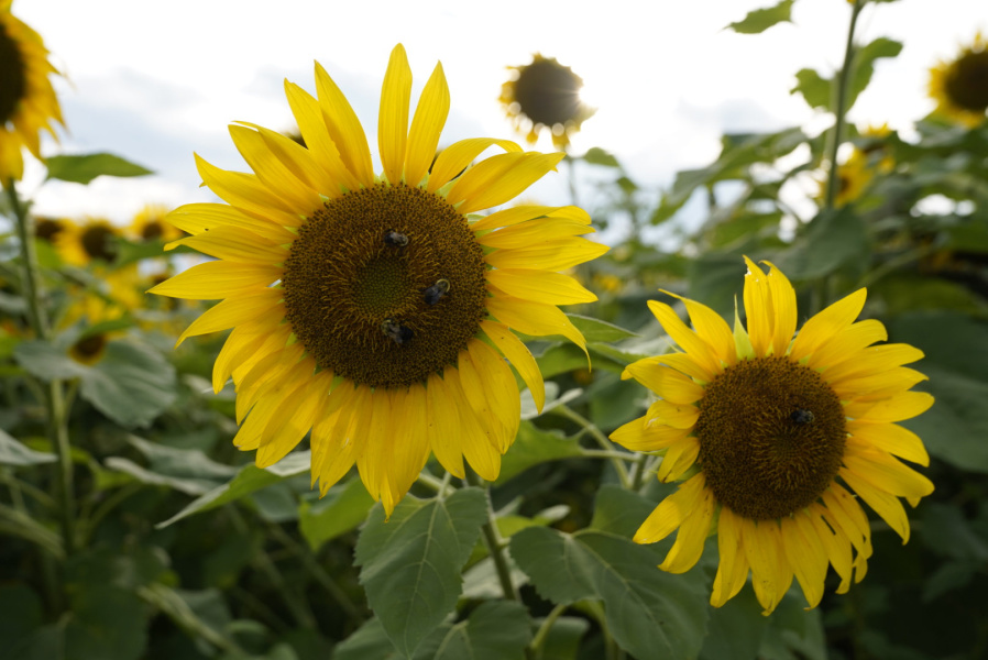 How to Grow Sunflowers From Seeds Farm Flavor