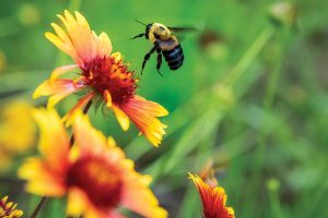 A carpenter bee lands on a flower at the Wabash Valley College pollinator garden.