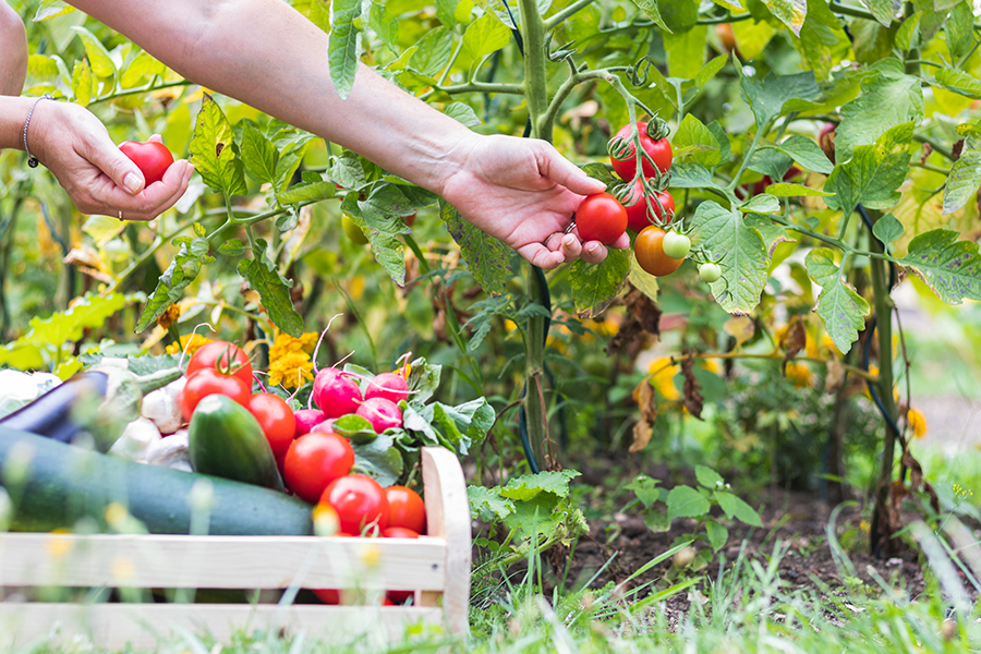 fast-maturing crops; tomatoes