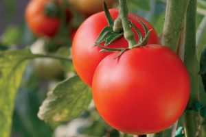 determinate and indeterminate tomatoes