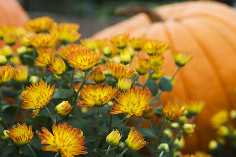 Fall Garden To-Do List