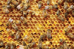 Florida honeybees