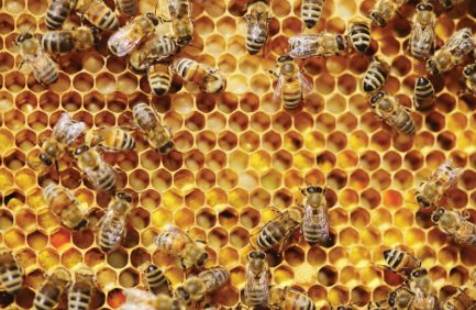 Florida honeybees