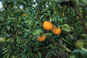 Citrus tree with fruit