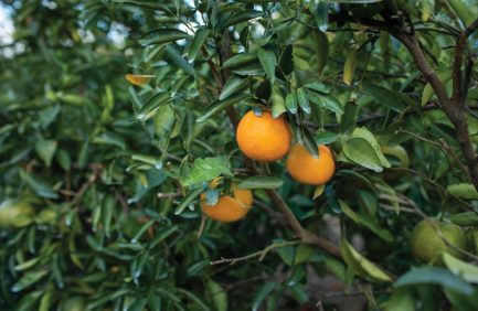 Citrus tree with fruit