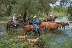 Rancher Doyle Carlton driving cattle