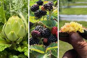 Photo collage of artichokes, blackberries and finger limes